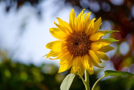 pexels-skitterphoto-567592